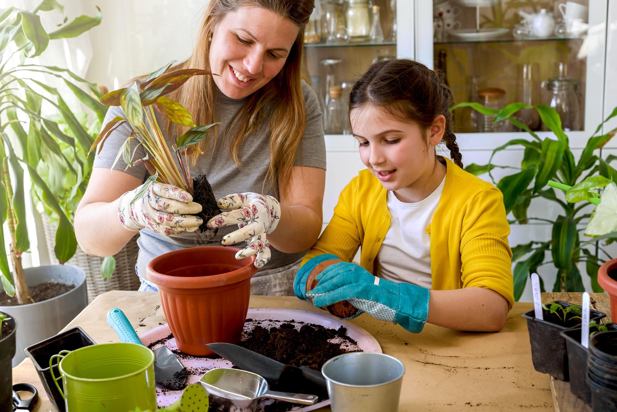 3 Houseplants to Cultivate Success with a New Indoor Garden