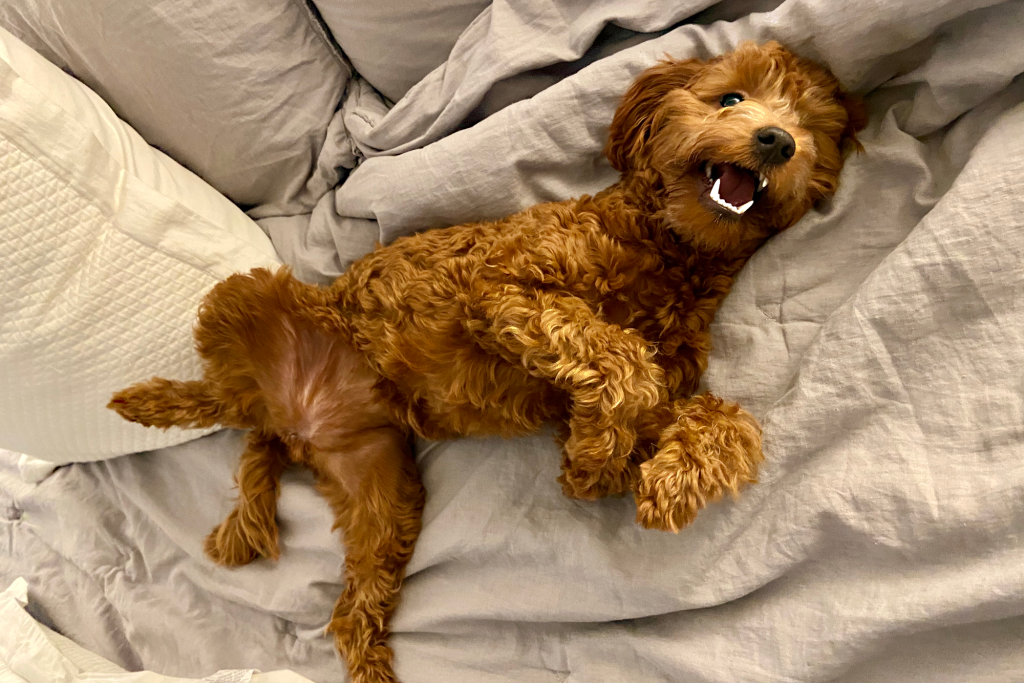 All About When to Replace Your Mattress Home Made with Aaron's