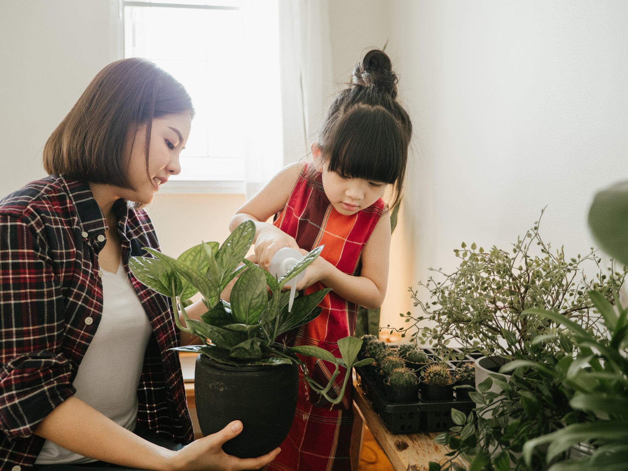 How to Be a Successful Plant Parent