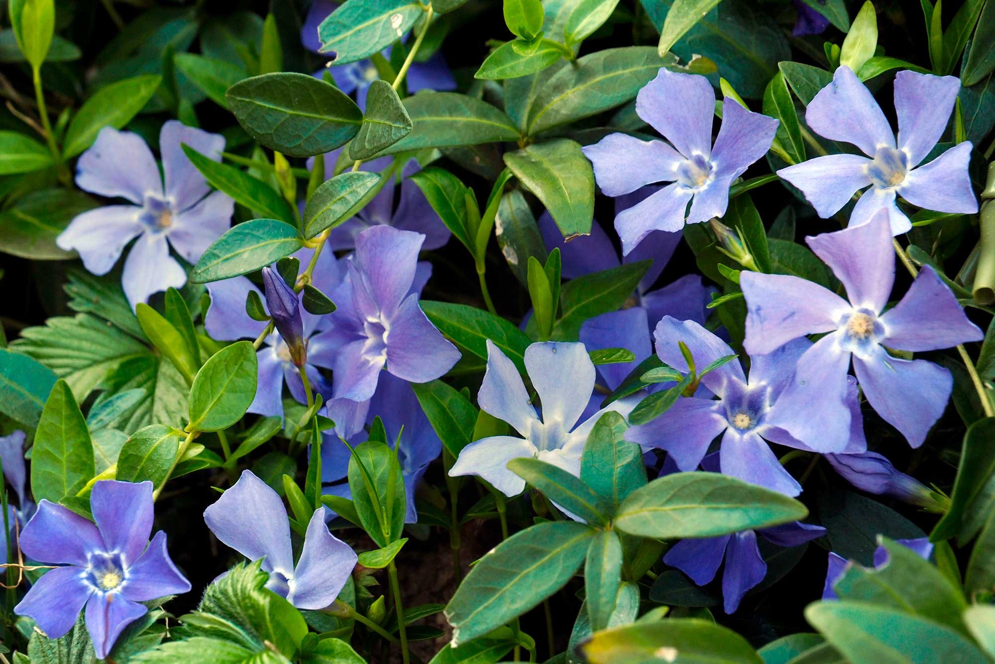 Hello, Periwinkle! The 2022 Color of the Year