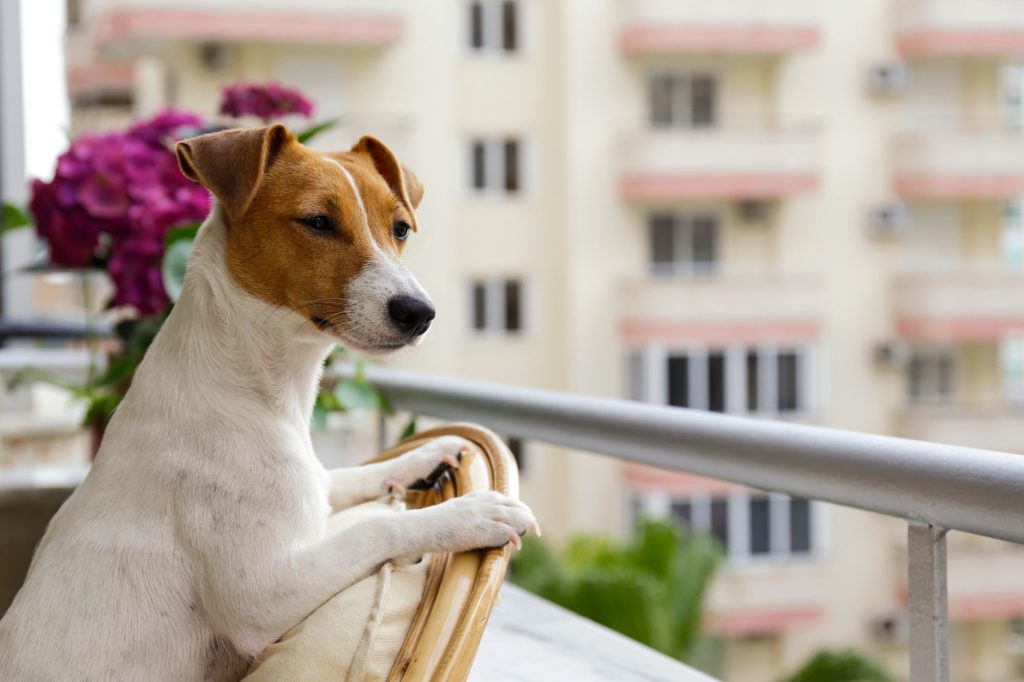 Curious Jack Russell terrier is looking into the distance from a terrace.