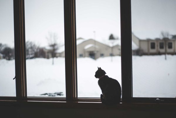 A high-contrast photo shows the dark outline of a collared cat sitting on a window sill and looking out over its cloudy, snow-covered domain.